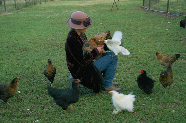 chickens 1