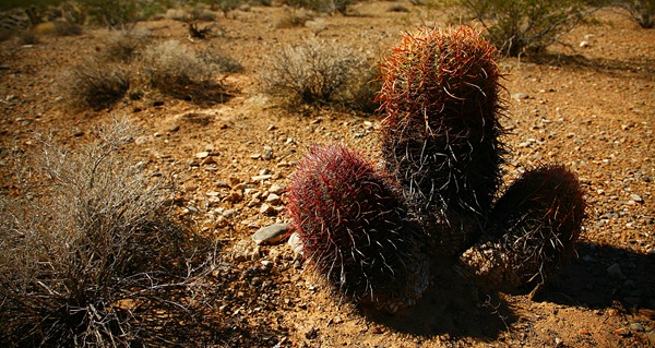 cactus b