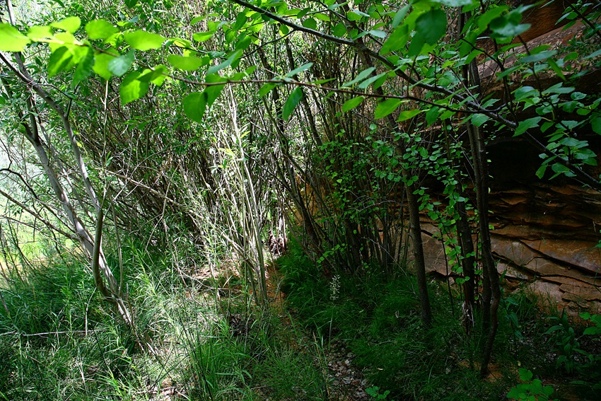 Creek Path