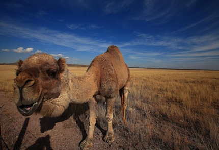 camel b
