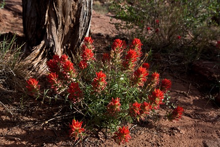 red fowers on the trail