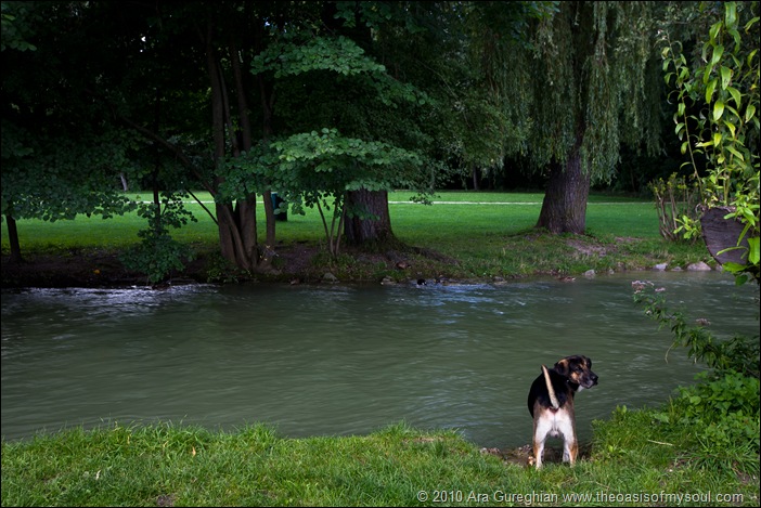 Dog on the River