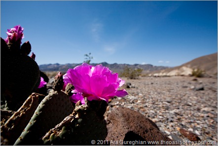 Flowers in Death Valley-5