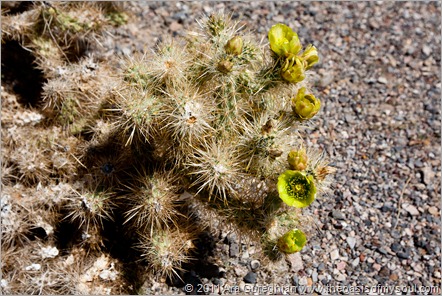 Flowers in Death Valley-6