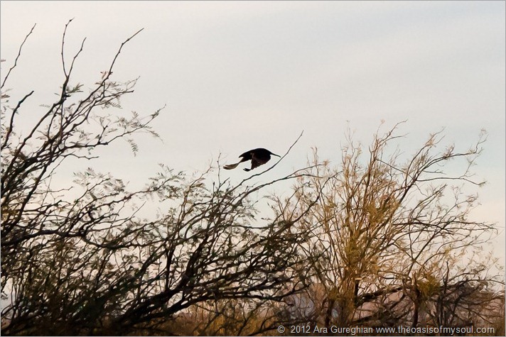 Crow in flight xxx